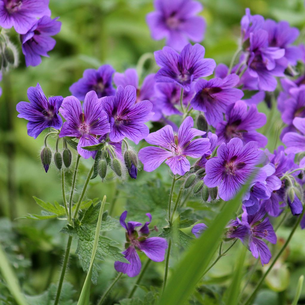 Geranium magnificum - Großer Storchschnabel