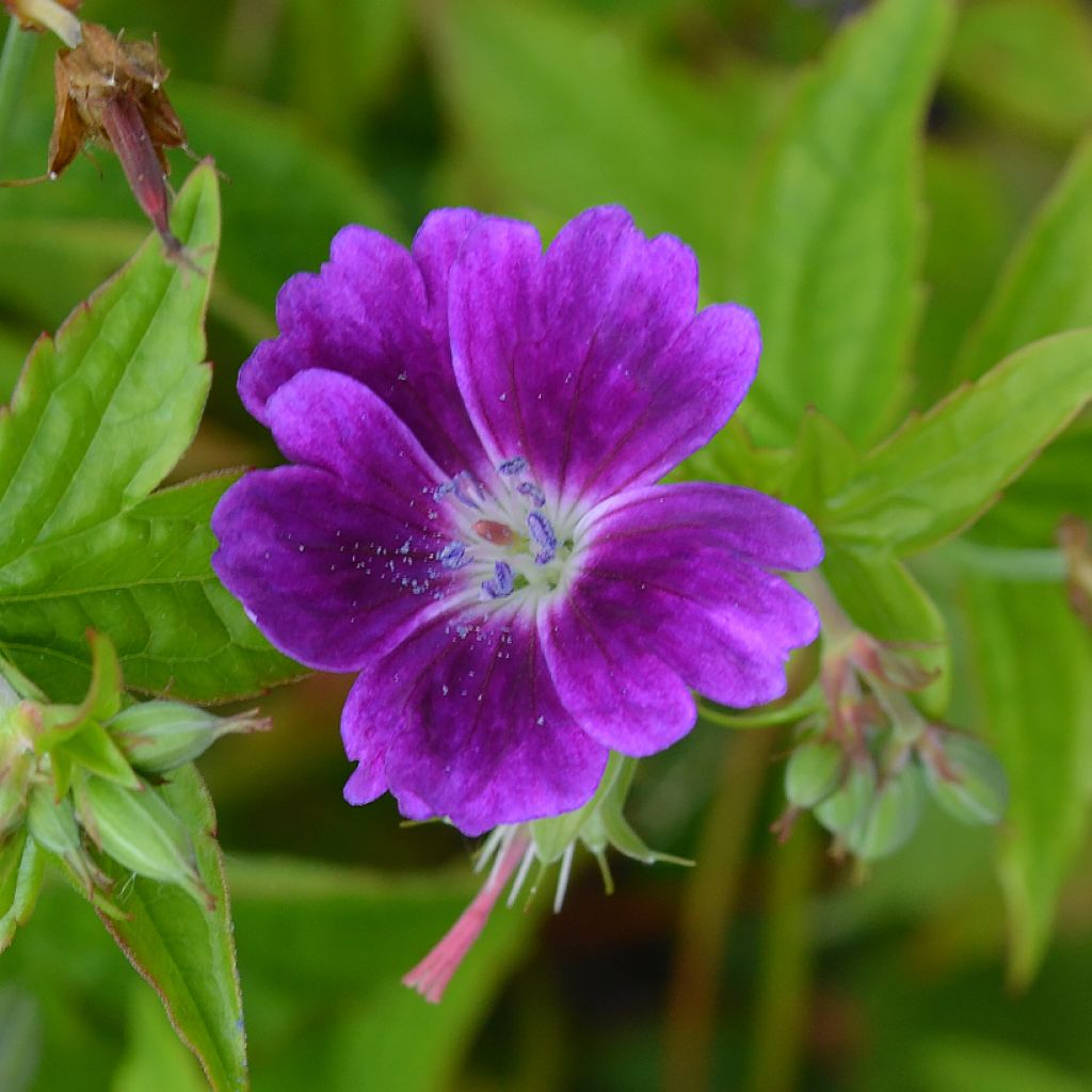 Geranium nodosum Tony's Talisman - Knotiger Bergwald Storchschnabel