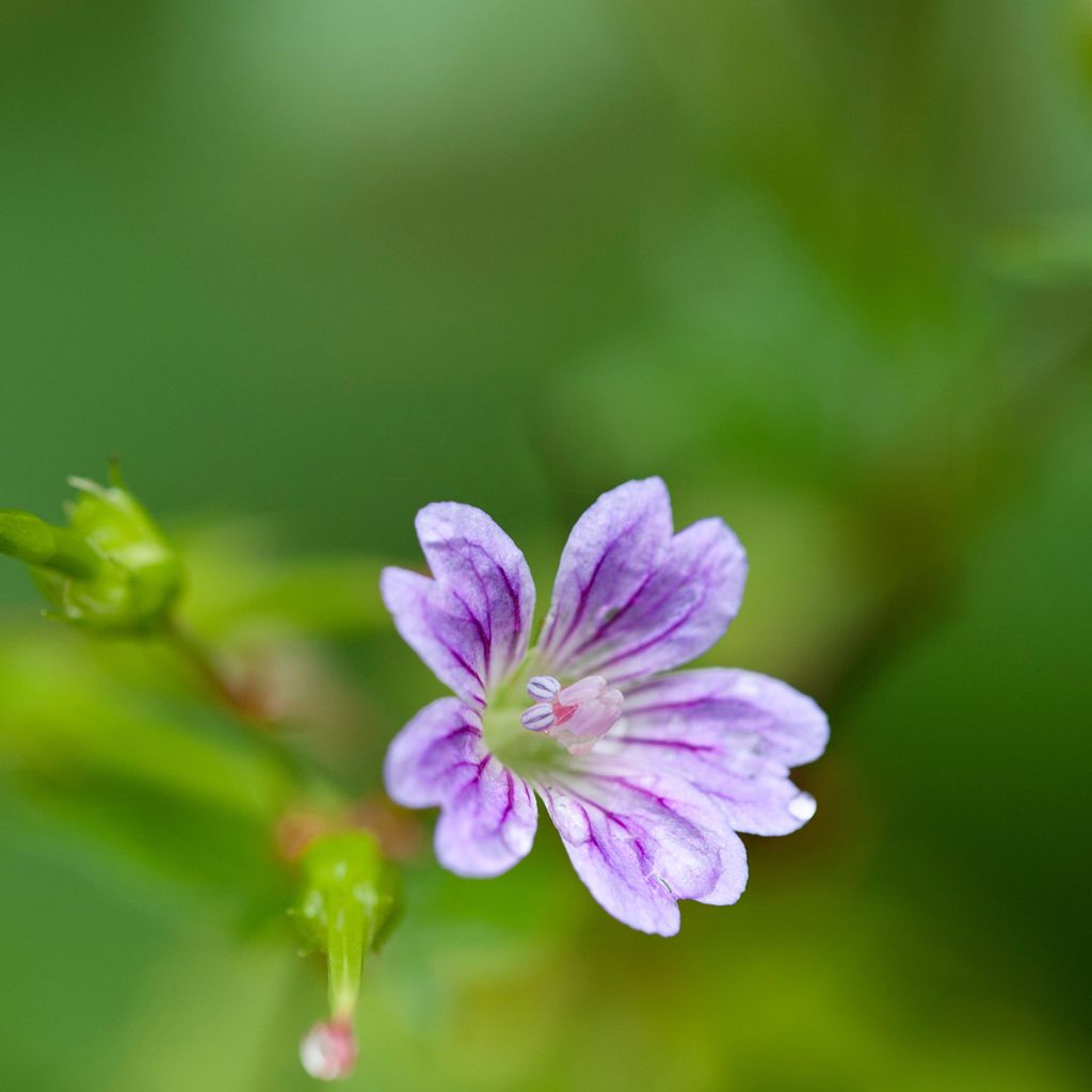 Geranium nodosum - Knotiger Bergwald Storchschnabel