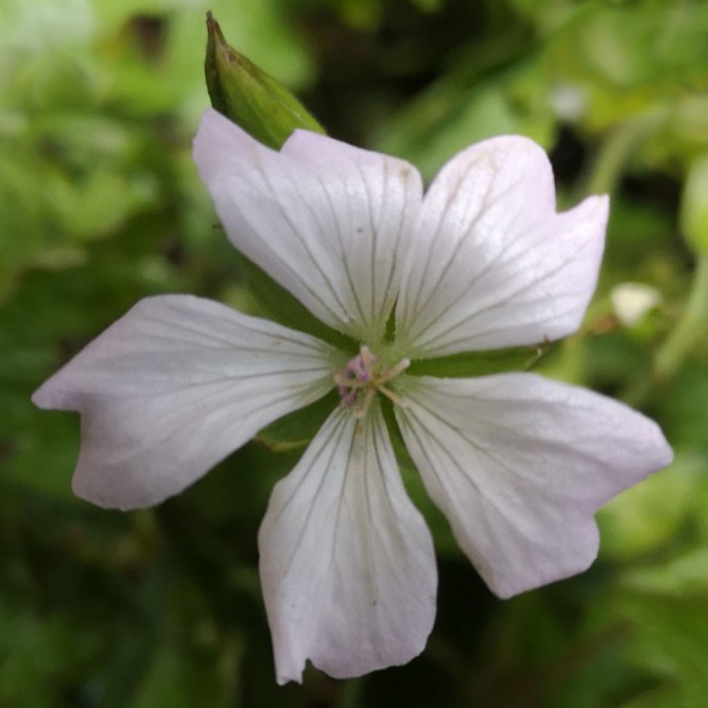 Geranium oxonianum Ankum's White - Oxford-Storchschnabel