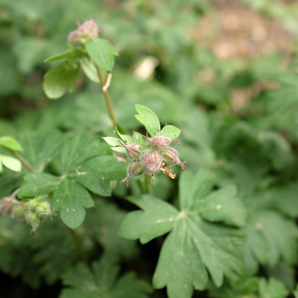 Geranium oxonianum Claridge Druce - Oxford-Storchschnabel