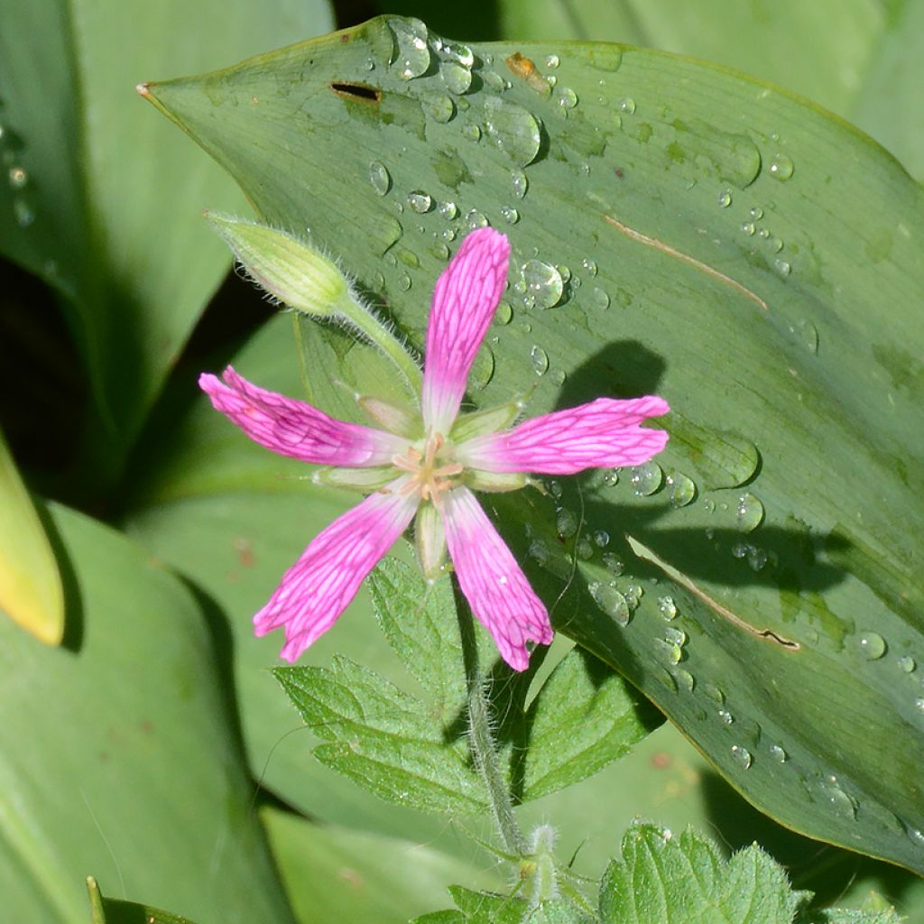 Geranium oxonianum David McClintock - Oxford-Storchschnabel