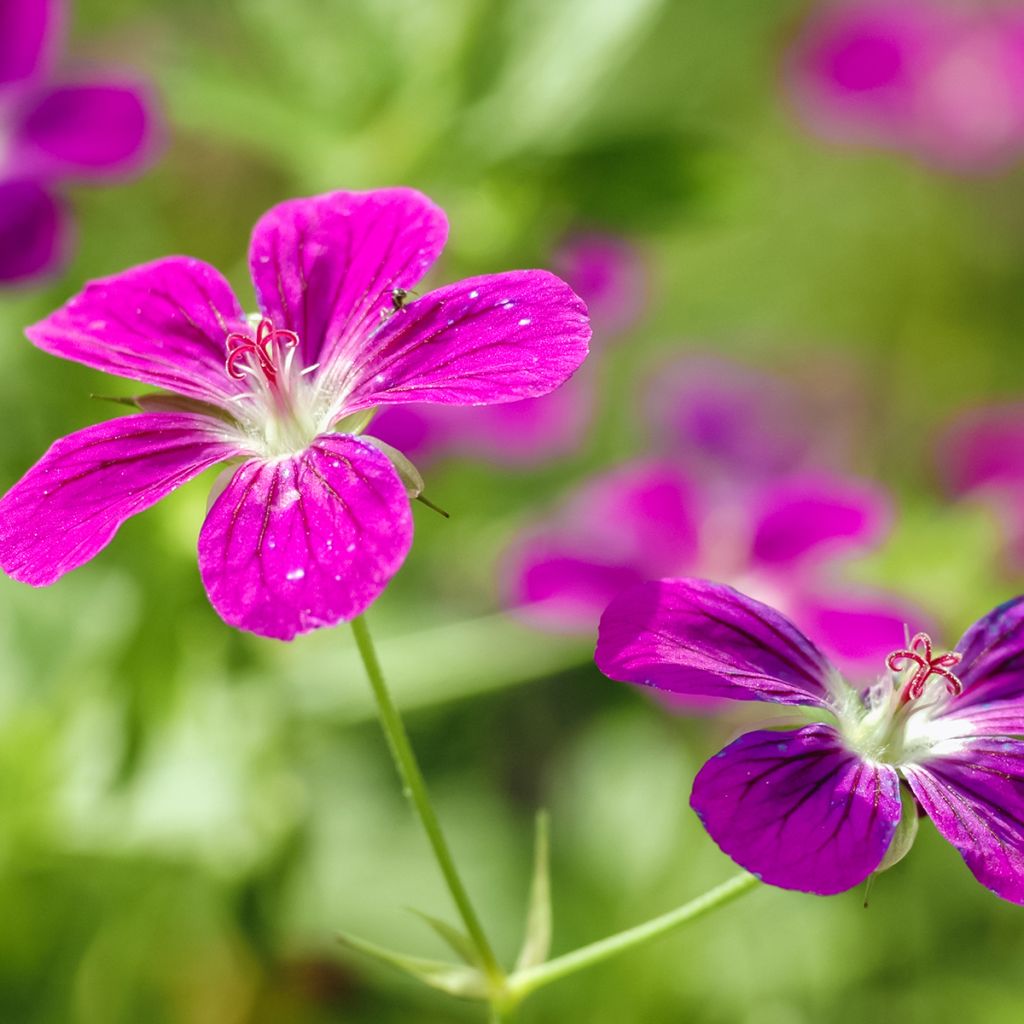 Geranium palustre - Storchschnabel