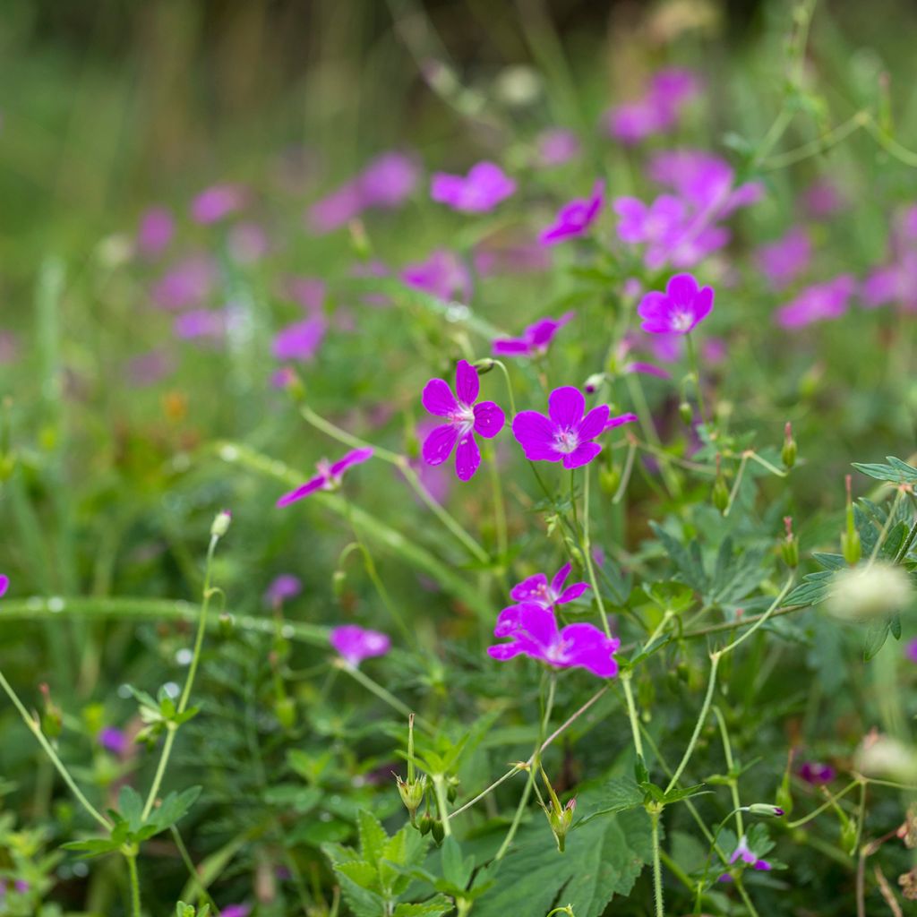 Geranium palustre - Storchschnabel