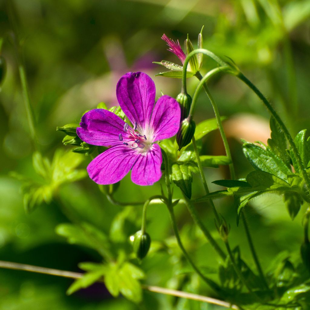 Geranium palustre - Storchschnabel