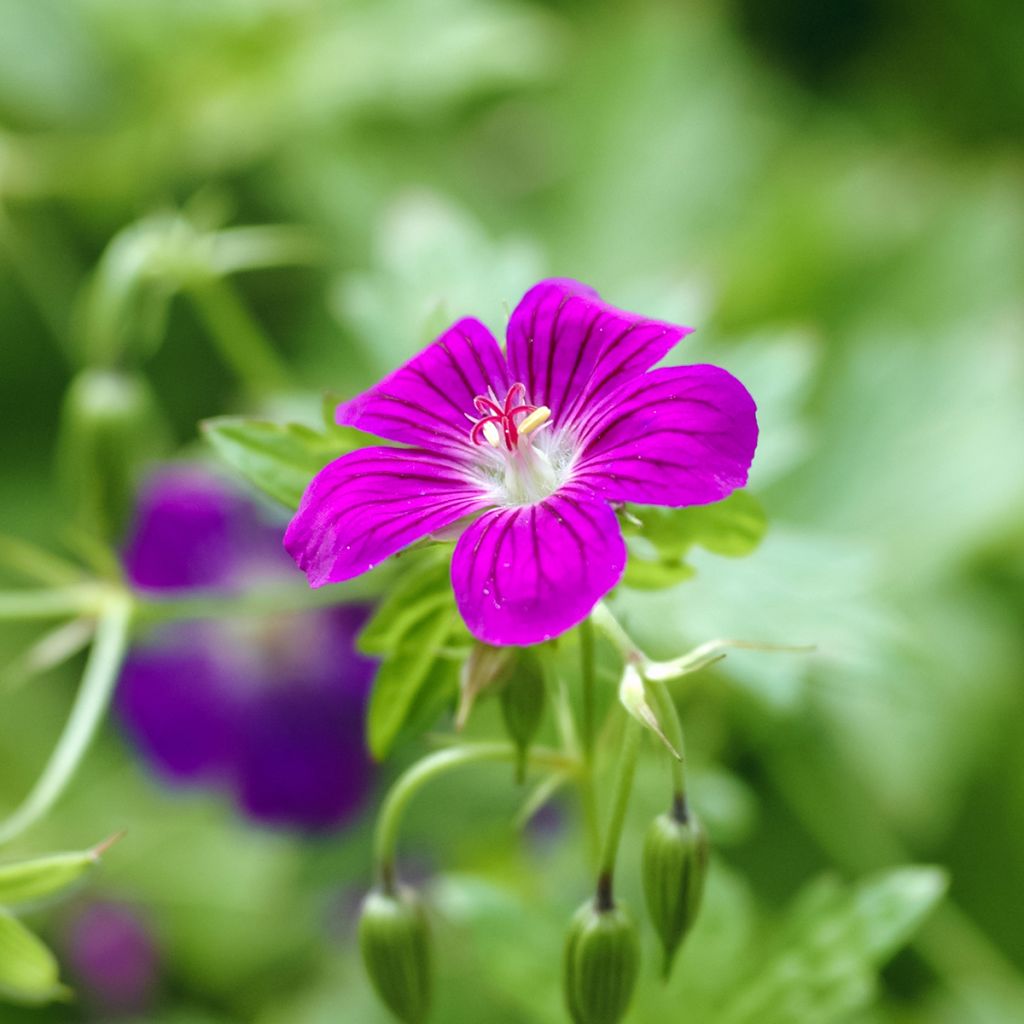 Geranium palustre - Storchschnabel