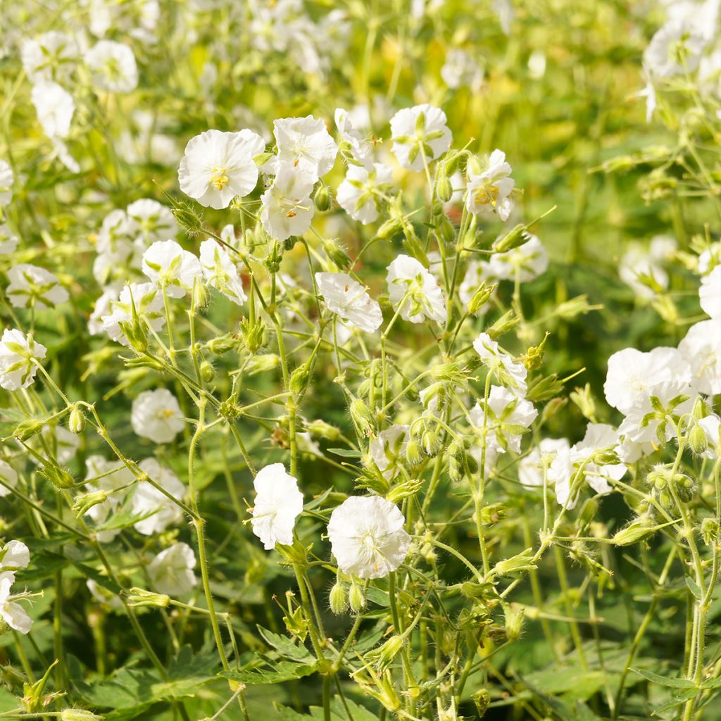 Geranium phaeum Album - Brauner Storchschnabel