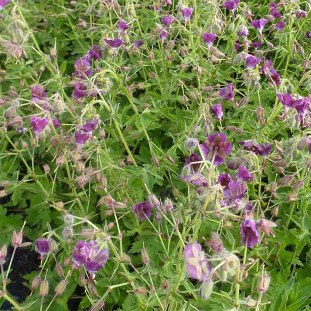 Geranium phaeum Golden Spring - Brauner Storchschnabel