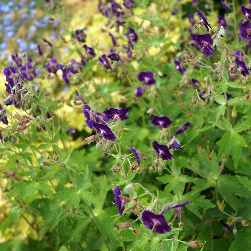 Geranium phaeum Lily Lovell - Brauner Storchschnabel