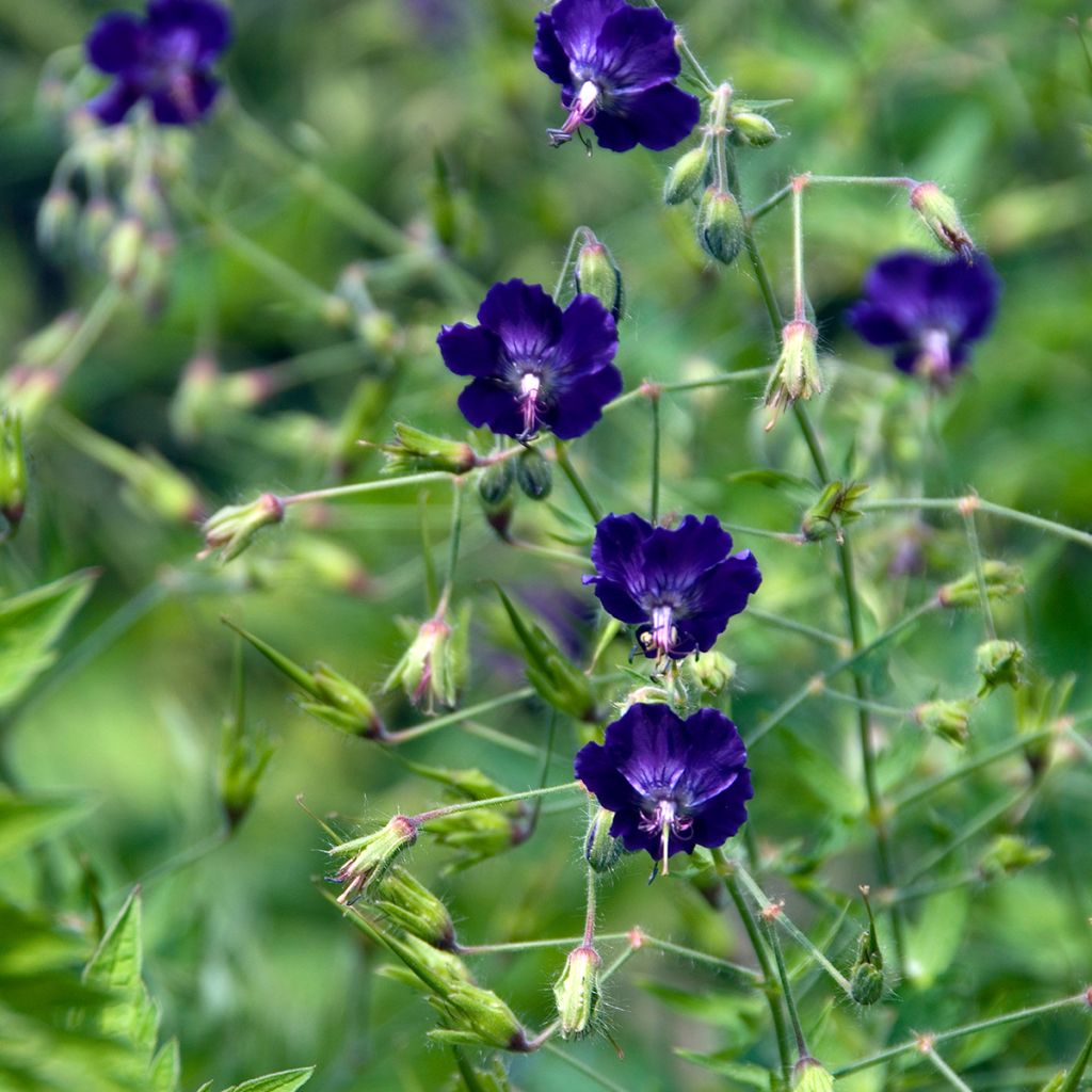 Geranium phaeum Lily Lovell - Brauner Storchschnabel