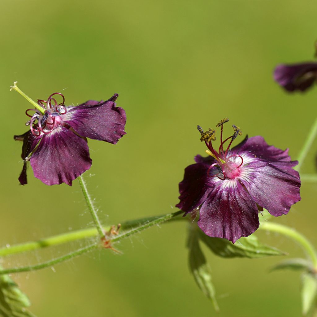 Geranium phaeum Mourning Widow - Brauner Storchschnabel