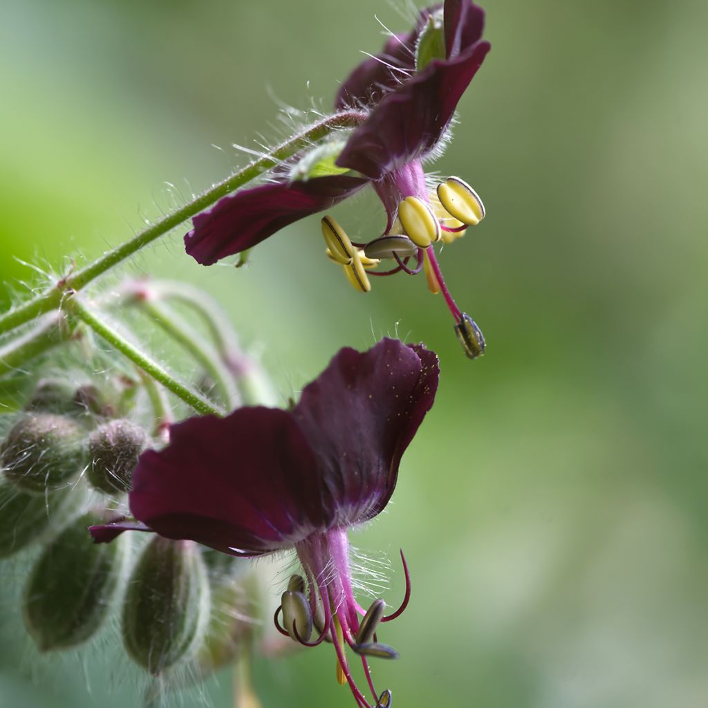 Geranium phaeum Mourning Widow - Brauner Storchschnabel