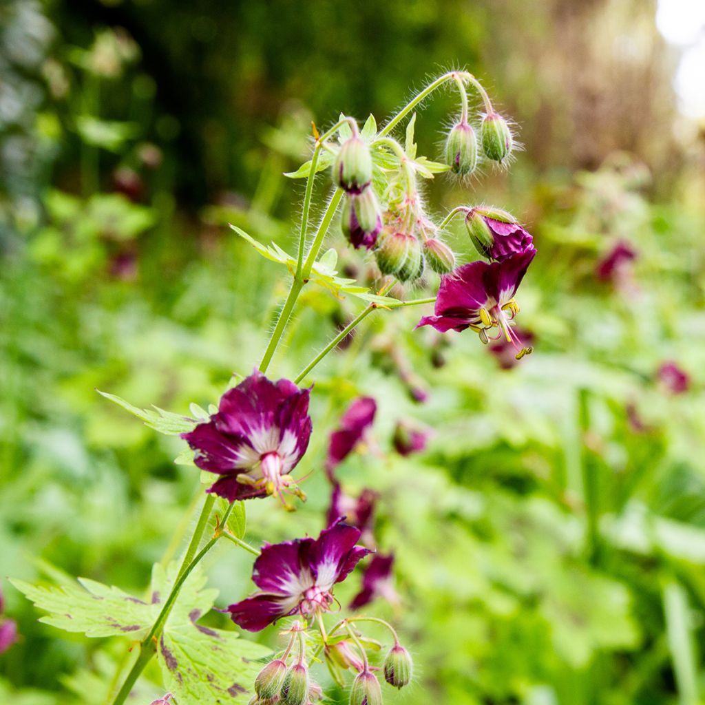 Geranium phaeum Mourning Widow - Brauner Storchschnabel