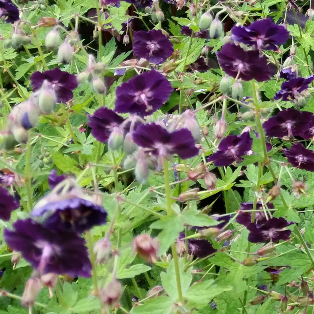 Geranium phaeum Raven - Brauner Storchschnabel