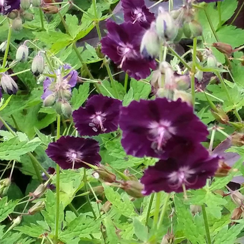 Geranium phaeum Raven - Brauner Storchschnabel