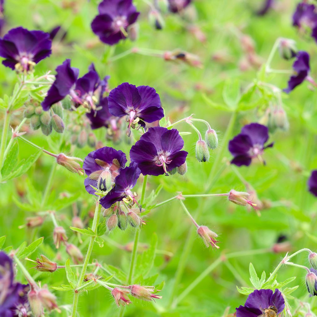 Geranium phaeum Raven - Brauner Storchschnabel