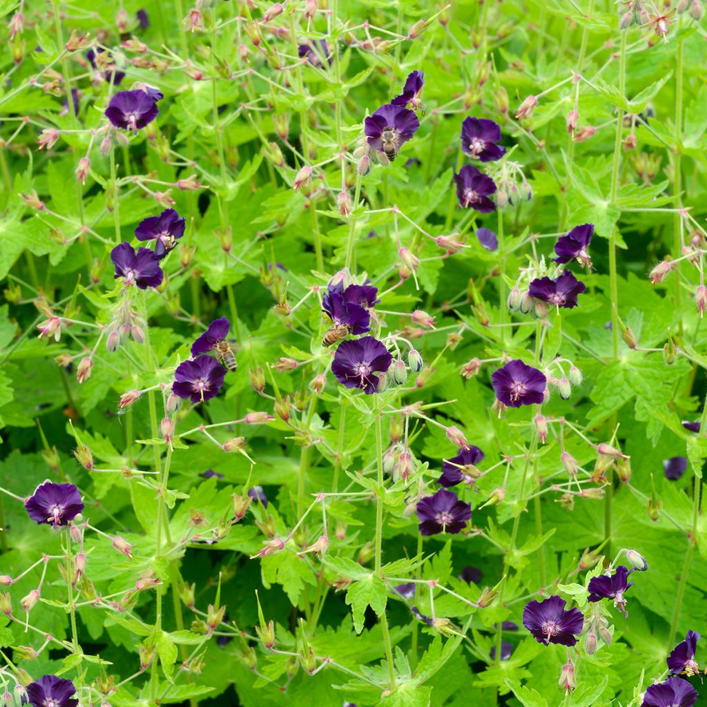 Geranium phaeum Raven - Brauner Storchschnabel