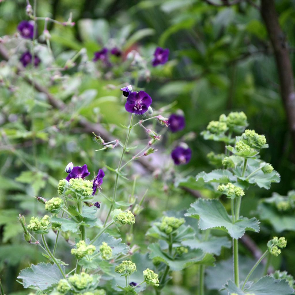 Geranium phaeum Raven - Brauner Storchschnabel