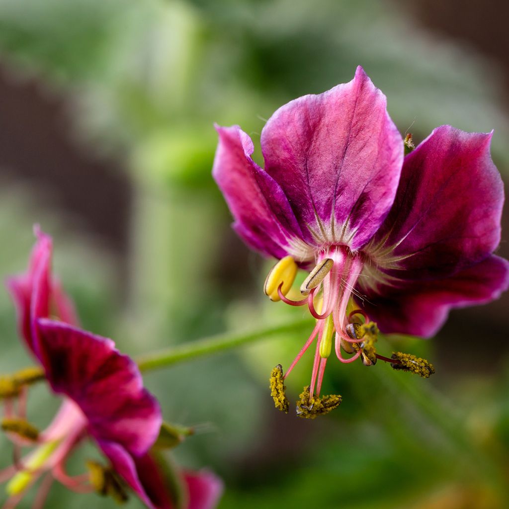 Geranium phaeum Samobor - Brauner Storchschnabel