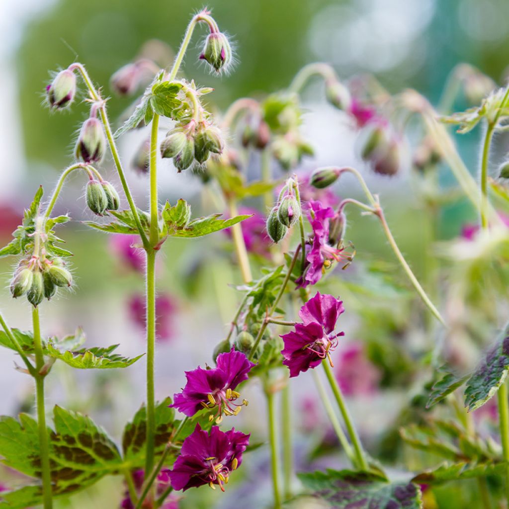 Geranium phaeum Samobor - Brauner Storchschnabel