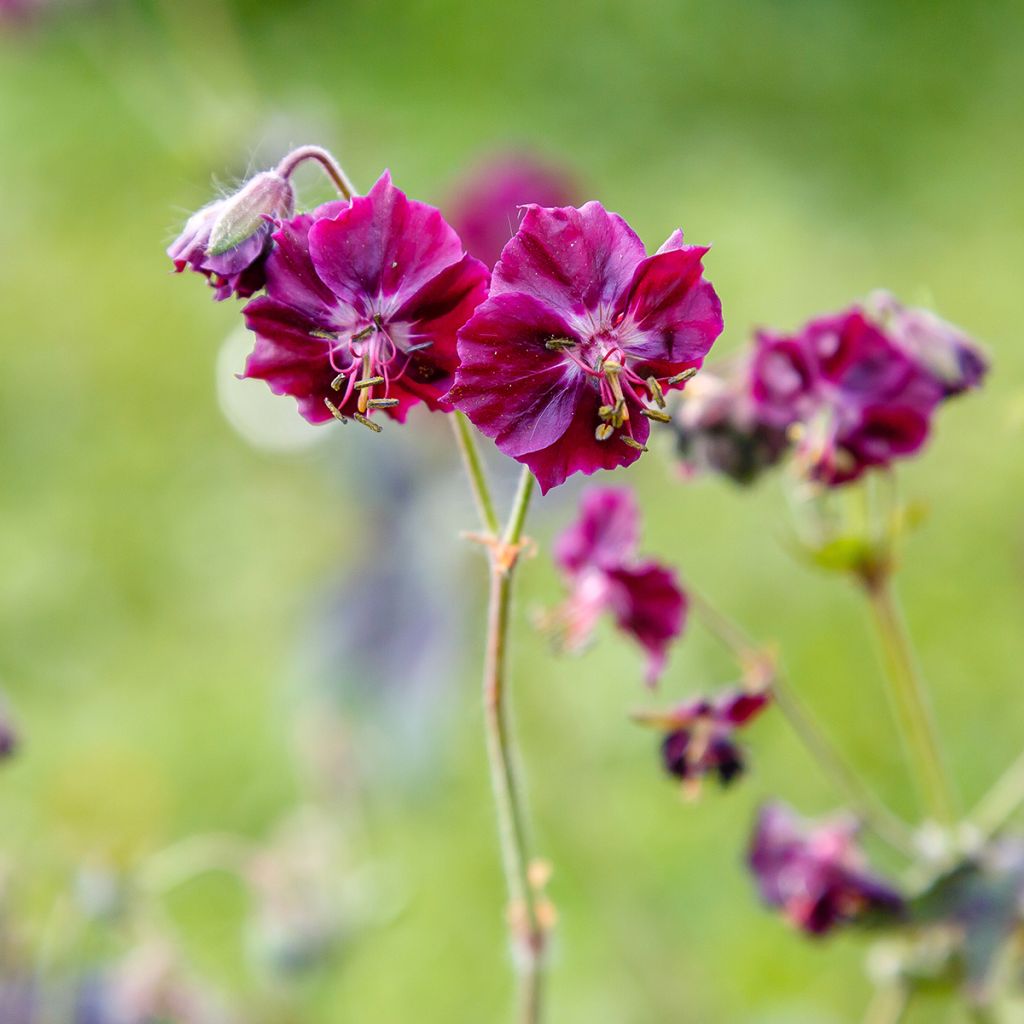 Geranium phaeum Samobor - Brauner Storchschnabel