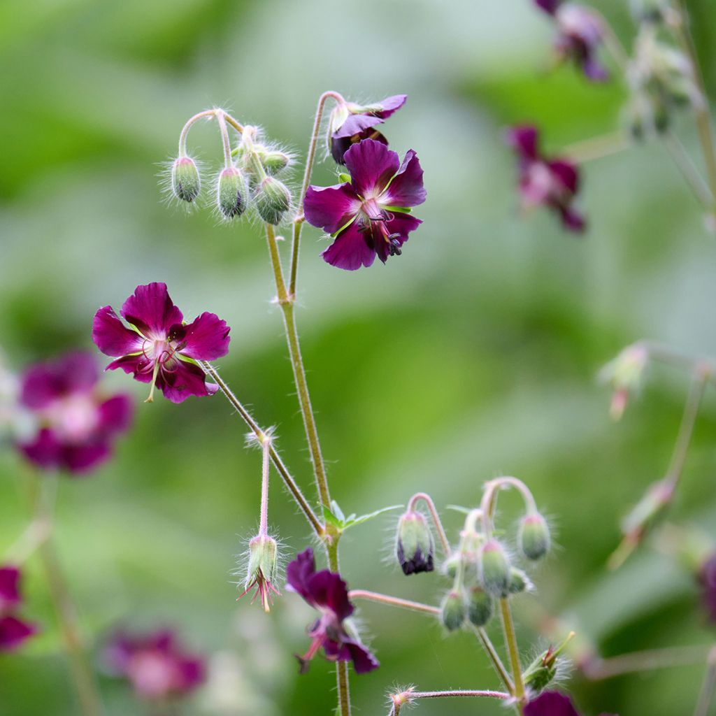 Geranium phaeum - Brauner Storchschnabel