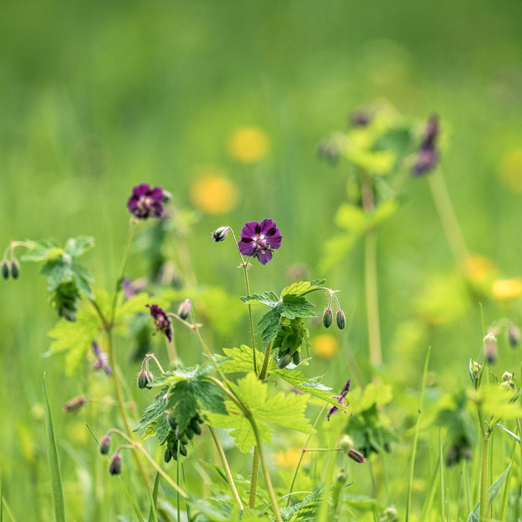 Geranium phaeum - Brauner Storchschnabel