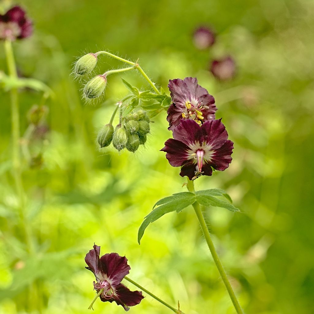 Geranium phaeum - Brauner Storchschnabel