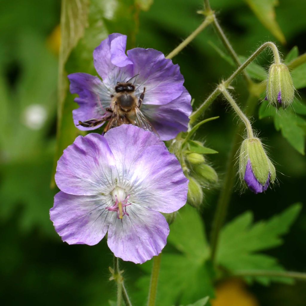 Geranium phaeum var lividum - Brauner Storchschnabel