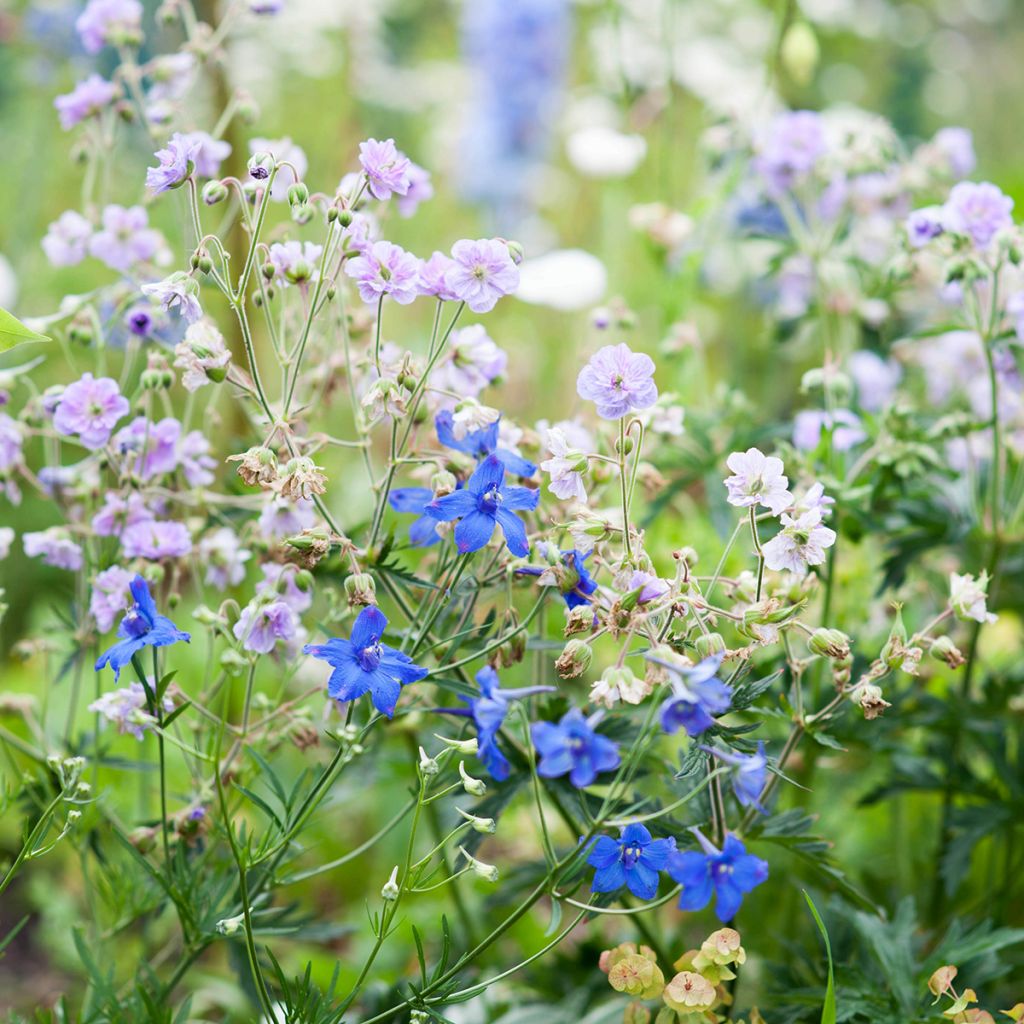 Geranium pratense Cloud Nine - Wiesen-Storchschnabel