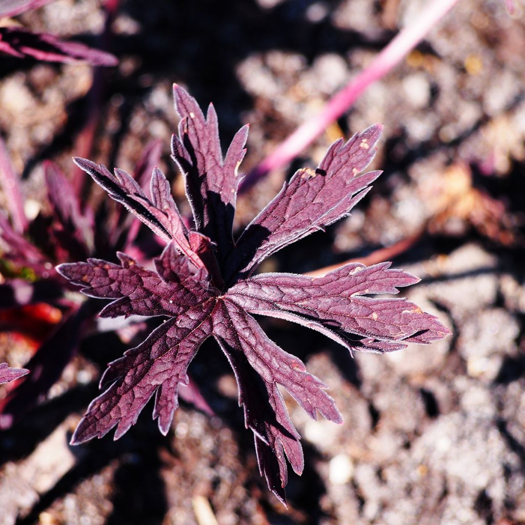 Geranium pratense Dark Reiter - Wiesen-Storchschnabel