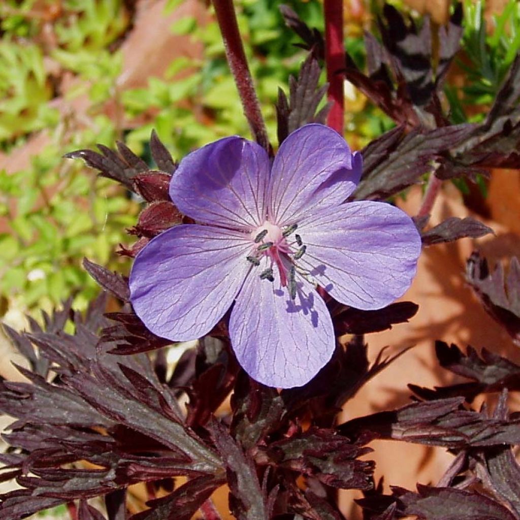 Géranium vivace pratense Hocus Pocus