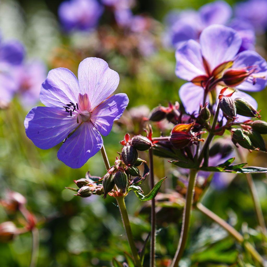 Geranium pratense Hocus Pocus - Wiesen-Storchschnabel