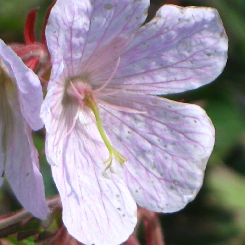 Geranium pratense Marshmallow - Wiesen-Storchschnabel