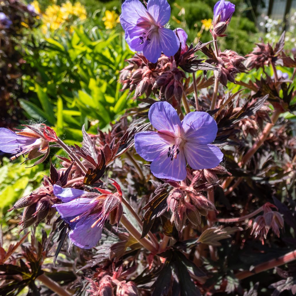 Geranium pratense Midnight Reiter - Wiesen-Storchschnabel