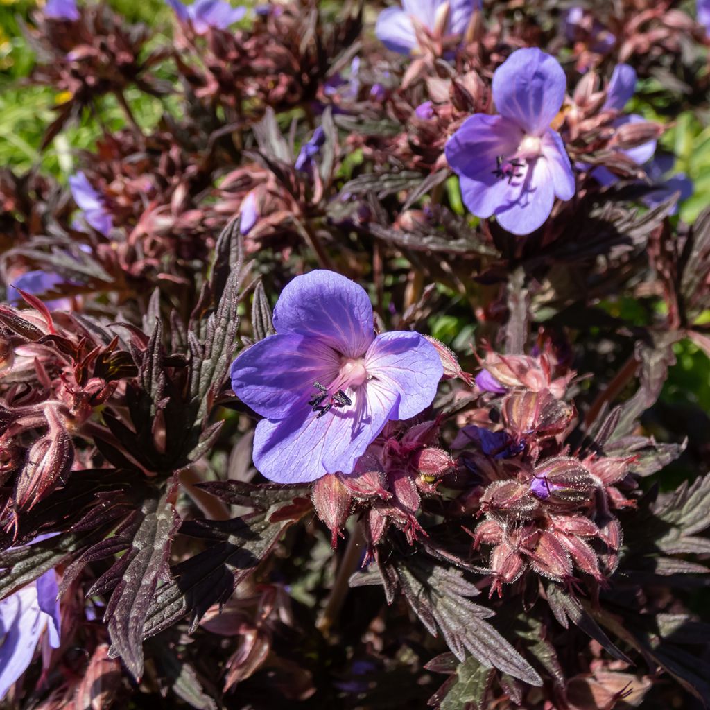 Geranium pratense Midnight Reiter - Wiesen-Storchschnabel