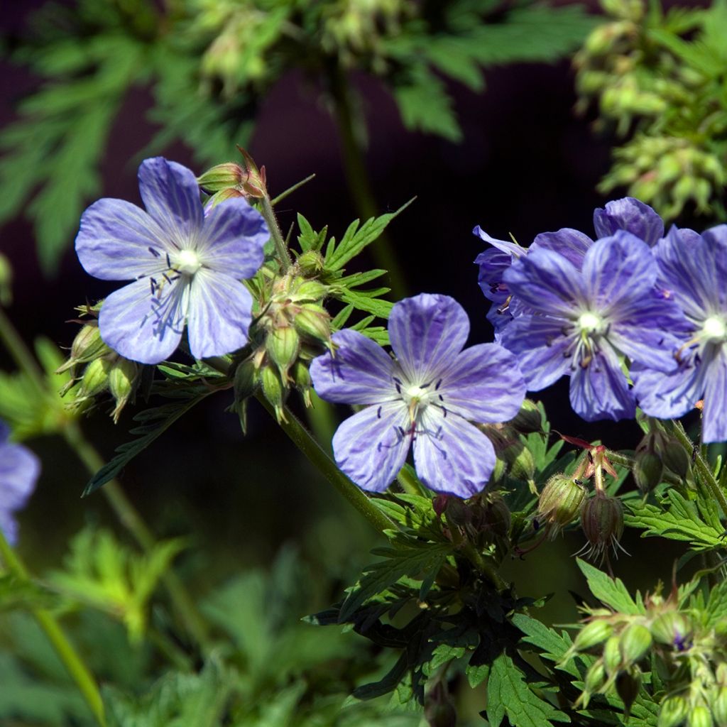 Geranium pratense Mrs Kendall Clark - Wiesen-Storchschnabel