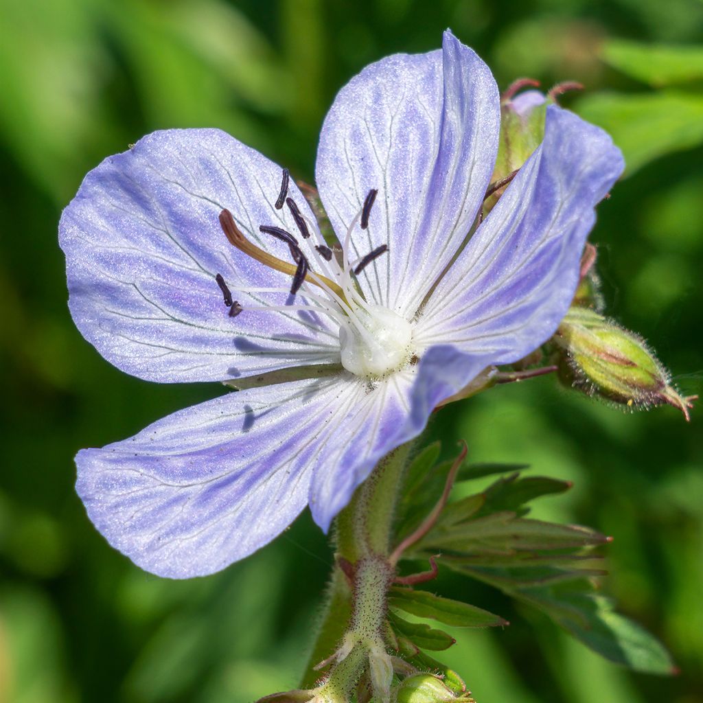 Geranium pratense Mrs Kendall Clark - Wiesen-Storchschnabel