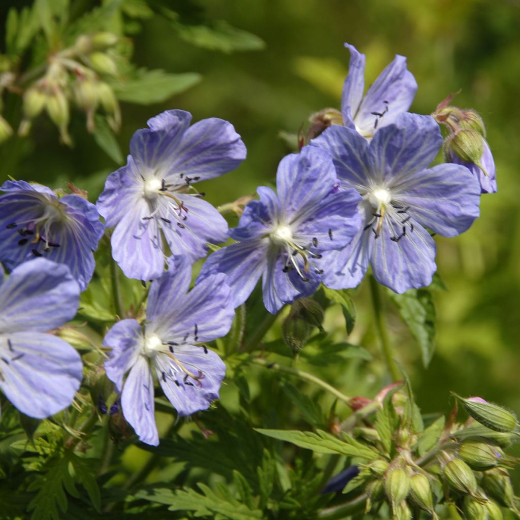 Geranium pratense Mrs Kendall Clark - Wiesen-Storchschnabel