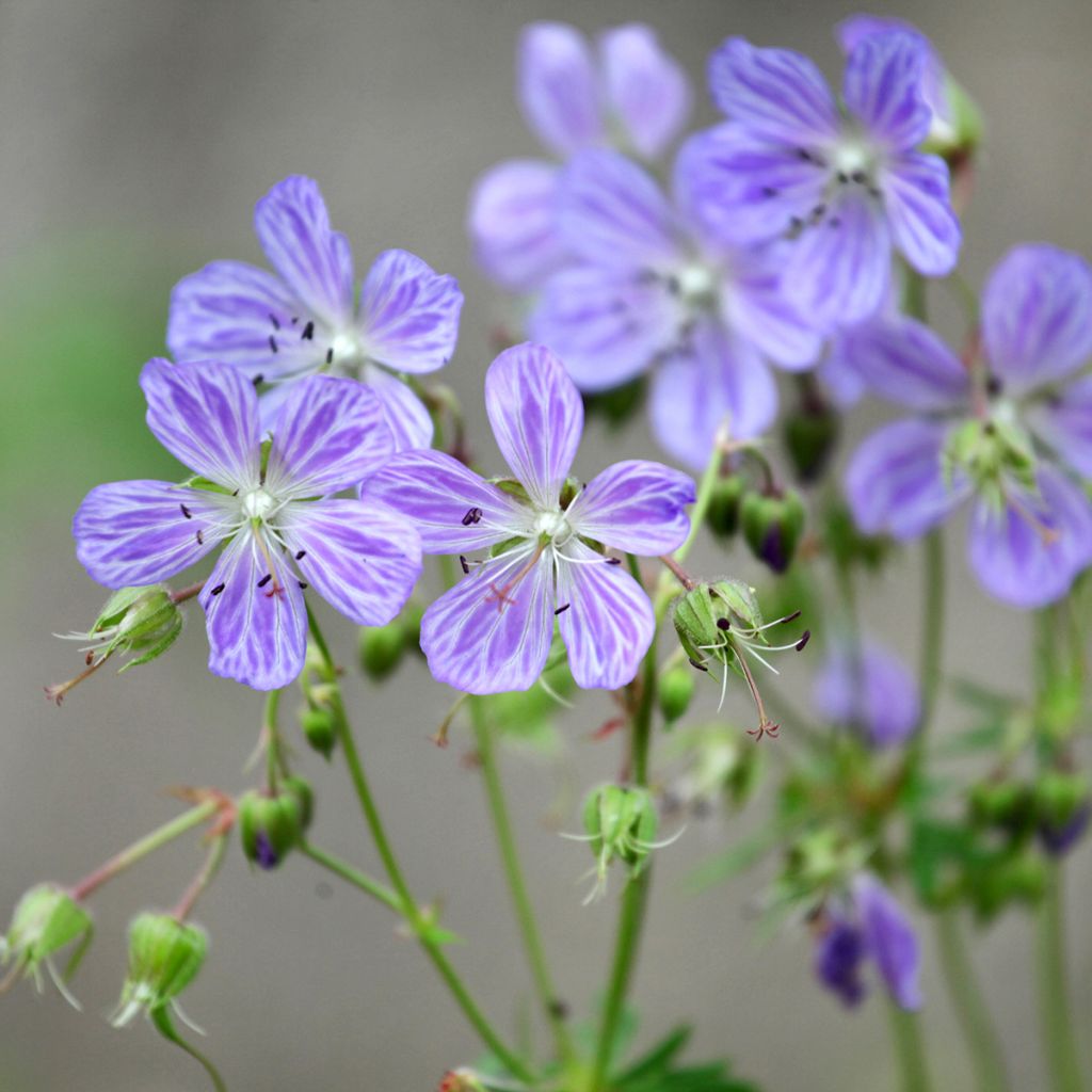 Geranium pratense Mrs Kendall Clark - Wiesen-Storchschnabel