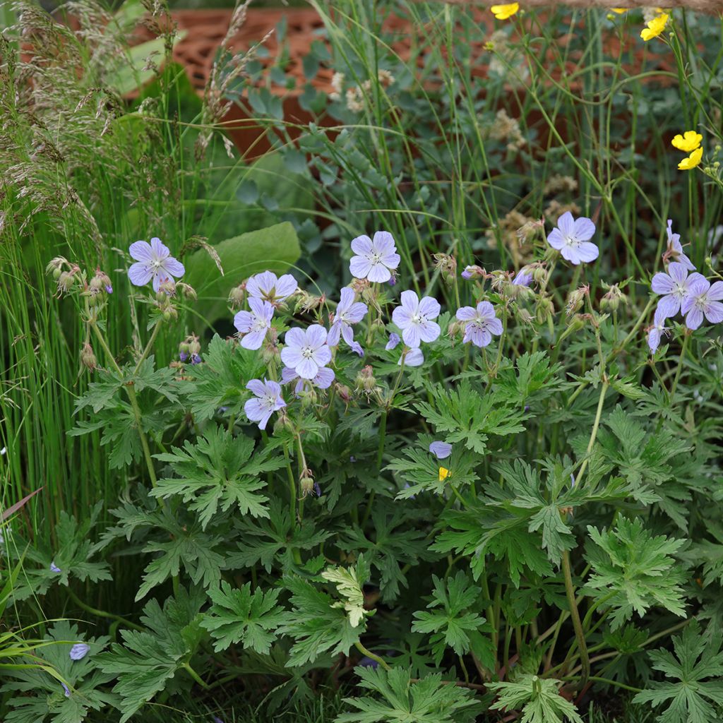 Geranium pratense Mrs Kendall Clark - Wiesen-Storchschnabel