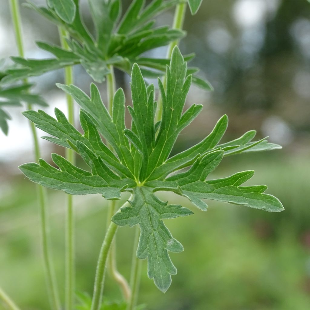 Geranium pratense Plenum Album - Wiesen-Storchschnabel