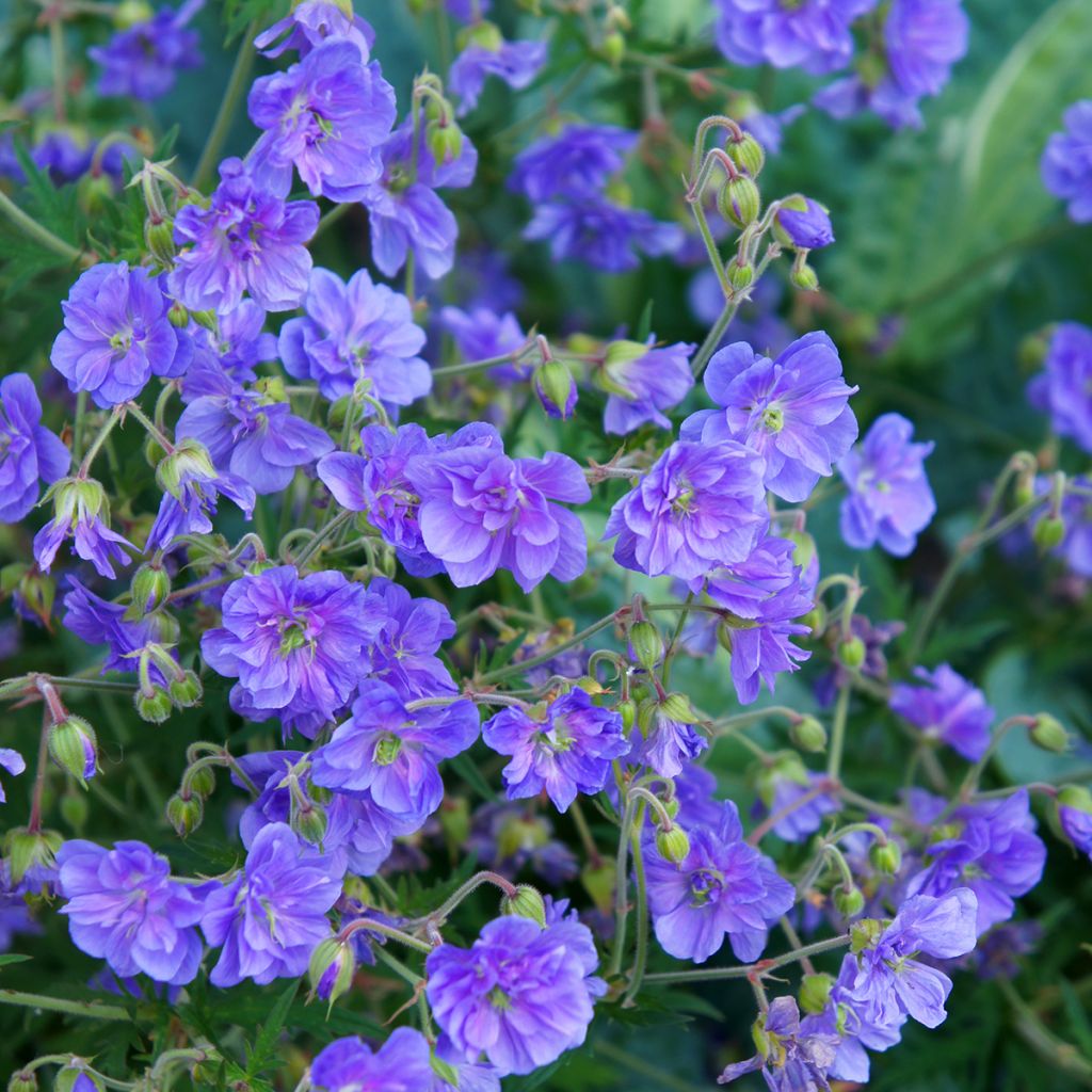 Geranium pratense Plenum Violaceum - Wiesen-Storchschnabel