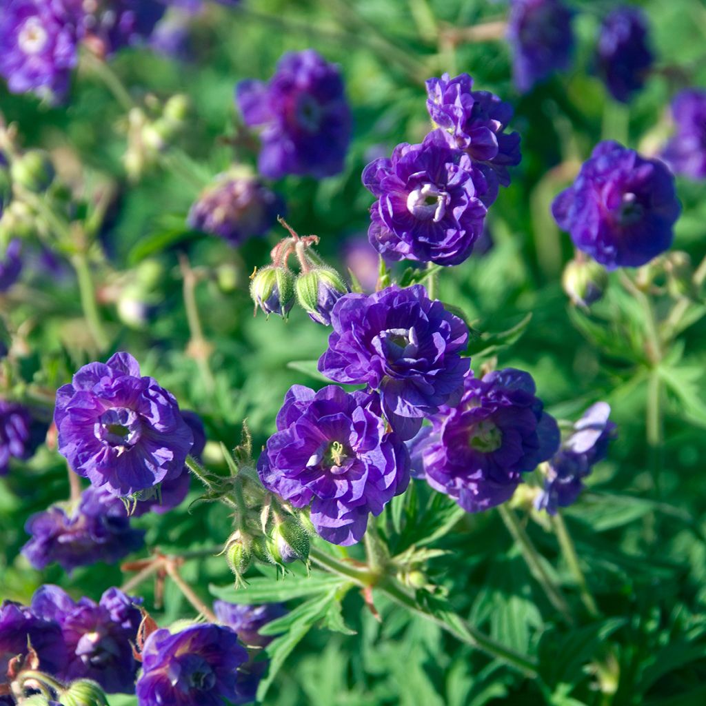 Geranium pratense Plenum Violaceum - Wiesen-Storchschnabel