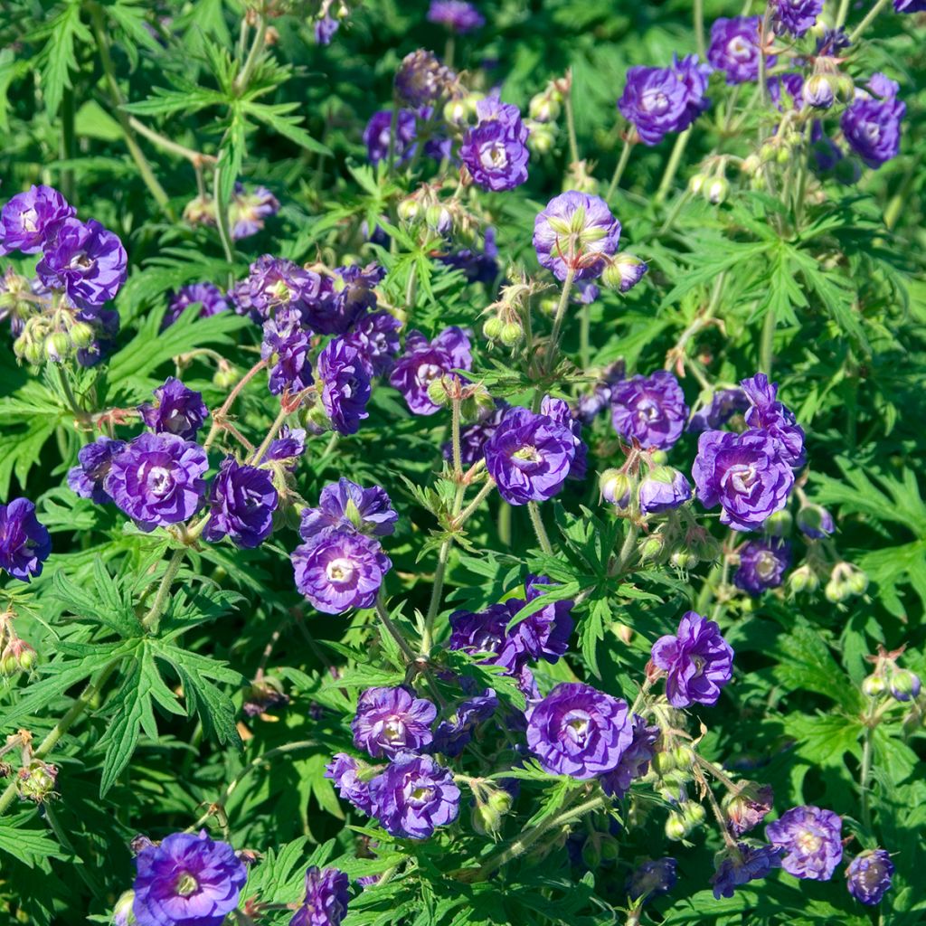 Geranium pratense Plenum Violaceum - Wiesen-Storchschnabel