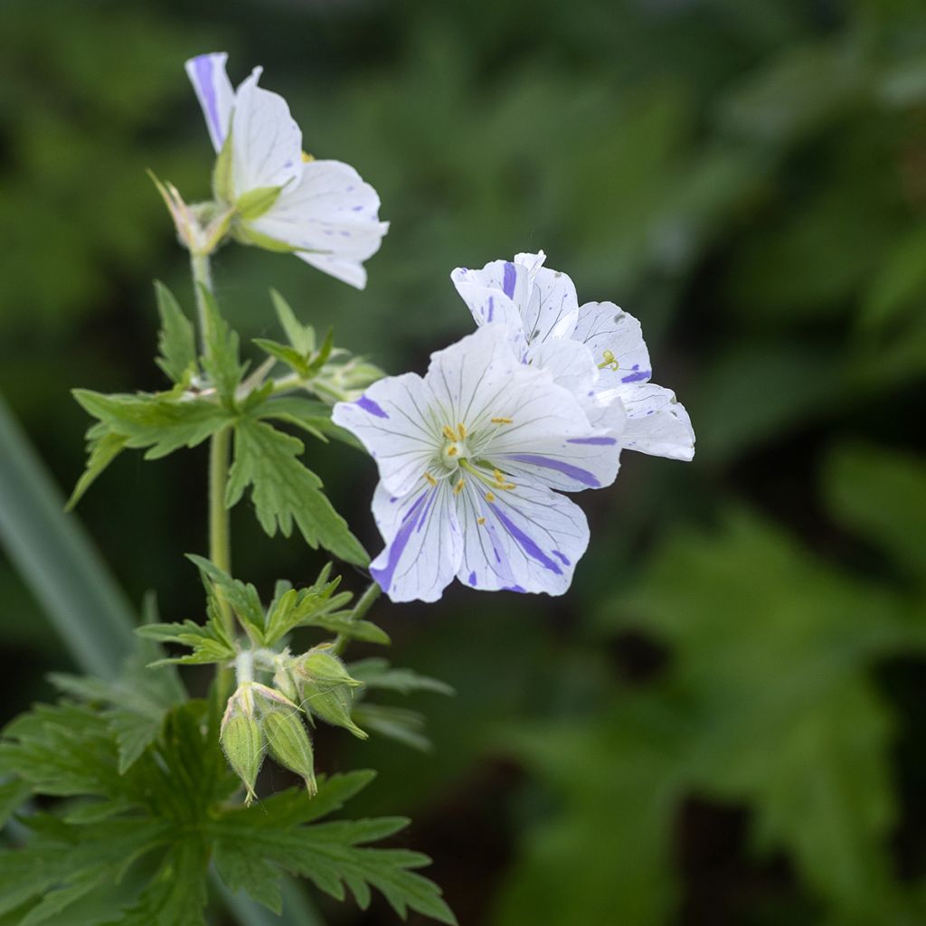 Geranium pratense Splish Splash - Wiesen-Storchschnabel