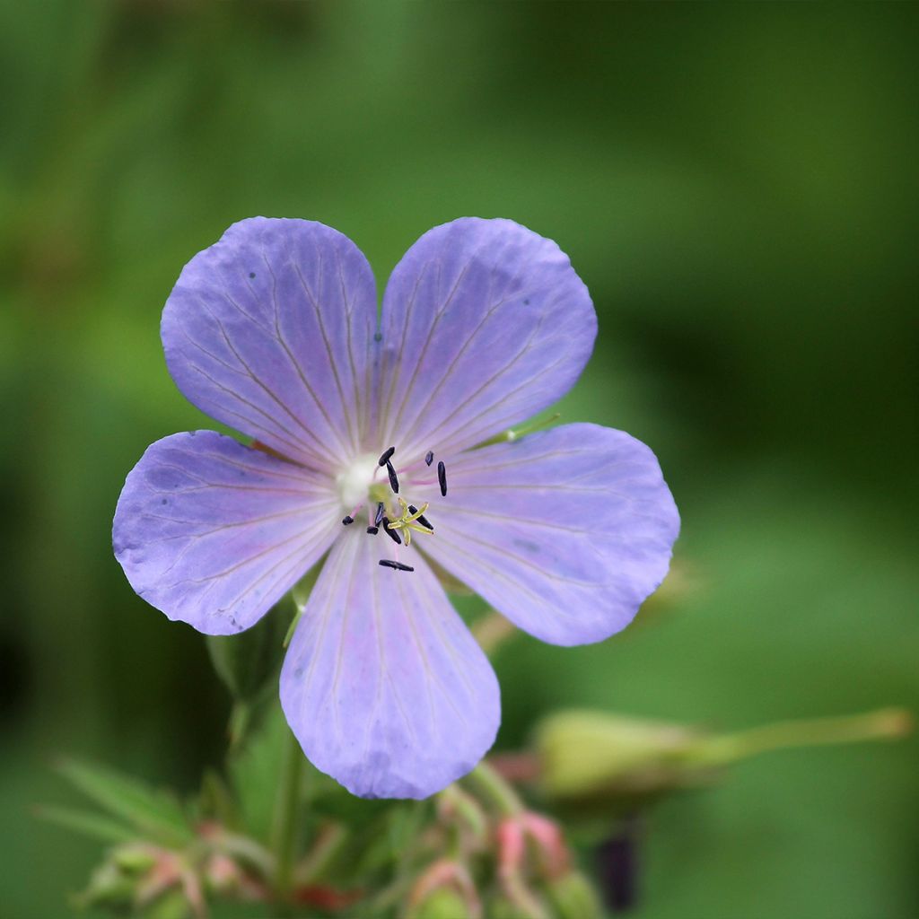 Geranium pratense Victor Reiter Junior - Wiesen-Storchschnabel