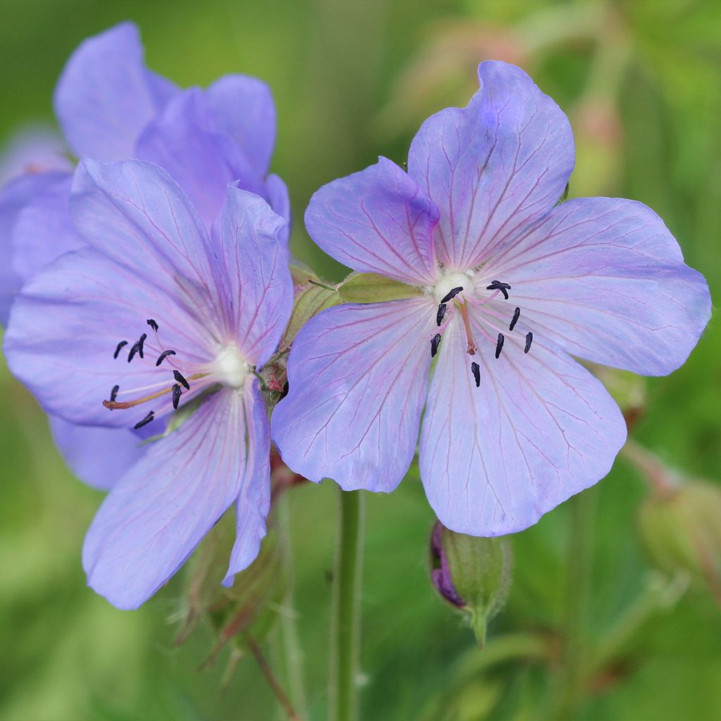 Géranium vivace pratense Victor Reiter Junior