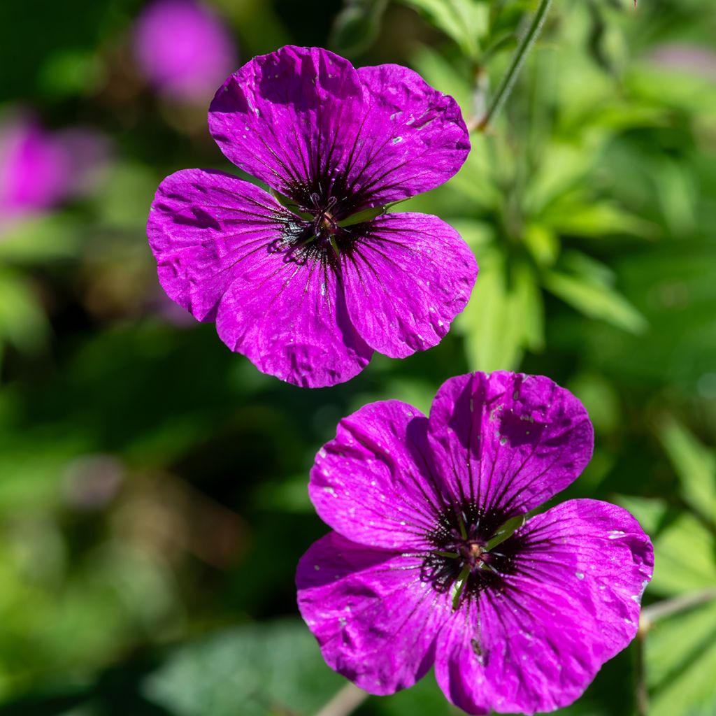 Geranium psilostemon - Armenischer Storchschnabel