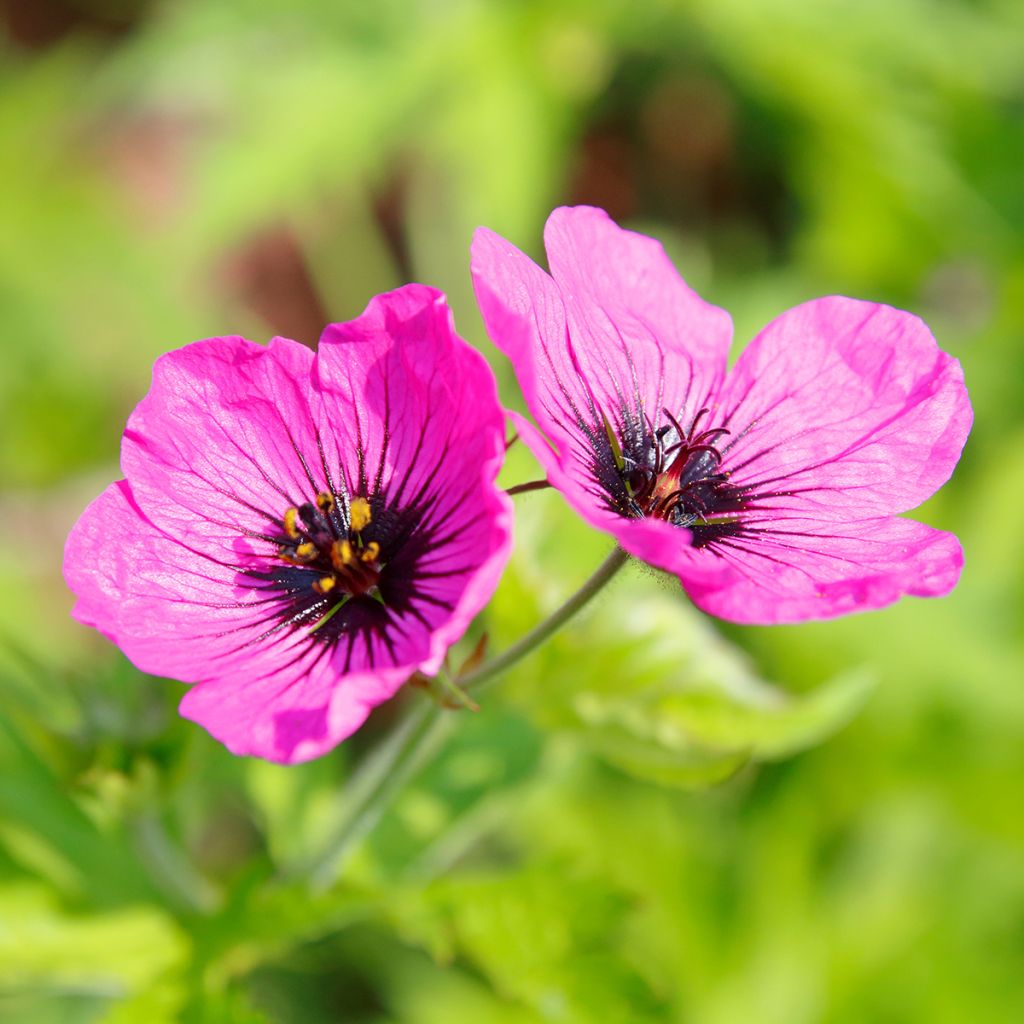 Geranium psilostemon - Armenischer Storchschnabel